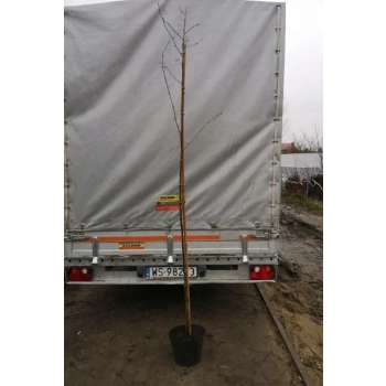 JARZĘBINA kulista szczepiona na pniu biało-różowa - sadzonki 160 / 180 cm